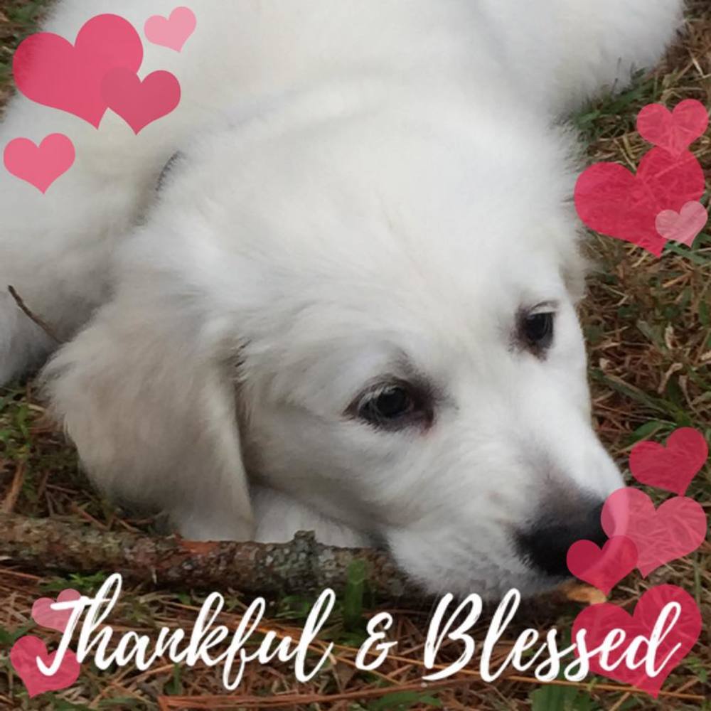 Meet your Posher, Ronnita